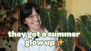My Summer Glow-Up Houseplants 🪴✨