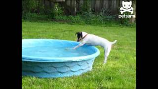 「怕水狗」悲情撈球