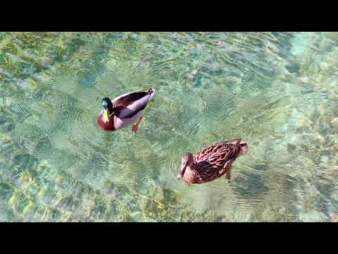 Crystal Waters of Croatian Lakes Plitvice Lakes National Park, Croatia High waterfalls.