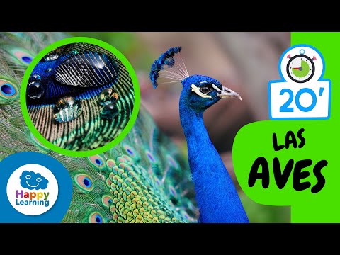 Cosas que nos sabías sobre LAS AVES |Aprende el Reino Animal | Happy Learning 🐥 🦃 🦩🦜