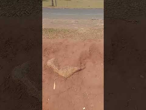 isso é em Santa Gertrudes São Paulo preço da oficina do Maciel