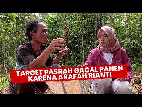 ARAFAH BIKIN TARGET GAGAL PANEN❗❗ | UANG KAGET LAGI EPS 488