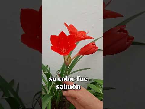 🪷 Flor de San José, ya abrió sus capullos mi planta de San José. ¿la tuya ya dio flor?