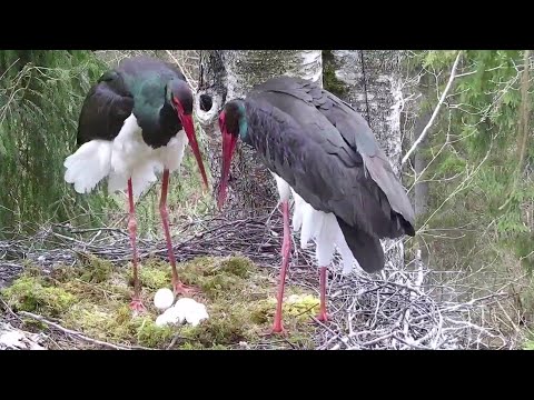 Must-toonekurg2~Janika returned healthy 🥰~4:15 PM 2022/04/28