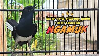Download lagu Suara Burung Kacer Bikin Lawan Emosi Gacor, Pancingan Kacer Agar Cepat Emosi Gacor mp3
