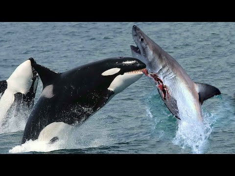 The KILLER ORCAS: How They Take Down Great White Sharks