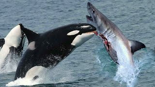 The KILLER ORCAS: How They Take Down Great White Sharks