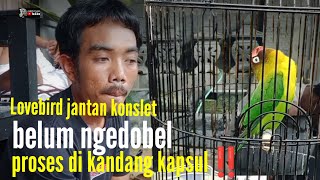 Download lagu LOVEBIRD JANTAN KONSLET❗AWALNYA PENGEN BIKIN SARDOT JADINYA KONSLET‼️ mp3 Download lagu LOVEBIRD JANTAN KONSLET❗AWALNYA PENGEN BIKIN SARDOT JADINYA KONSLET‼️ mp3
