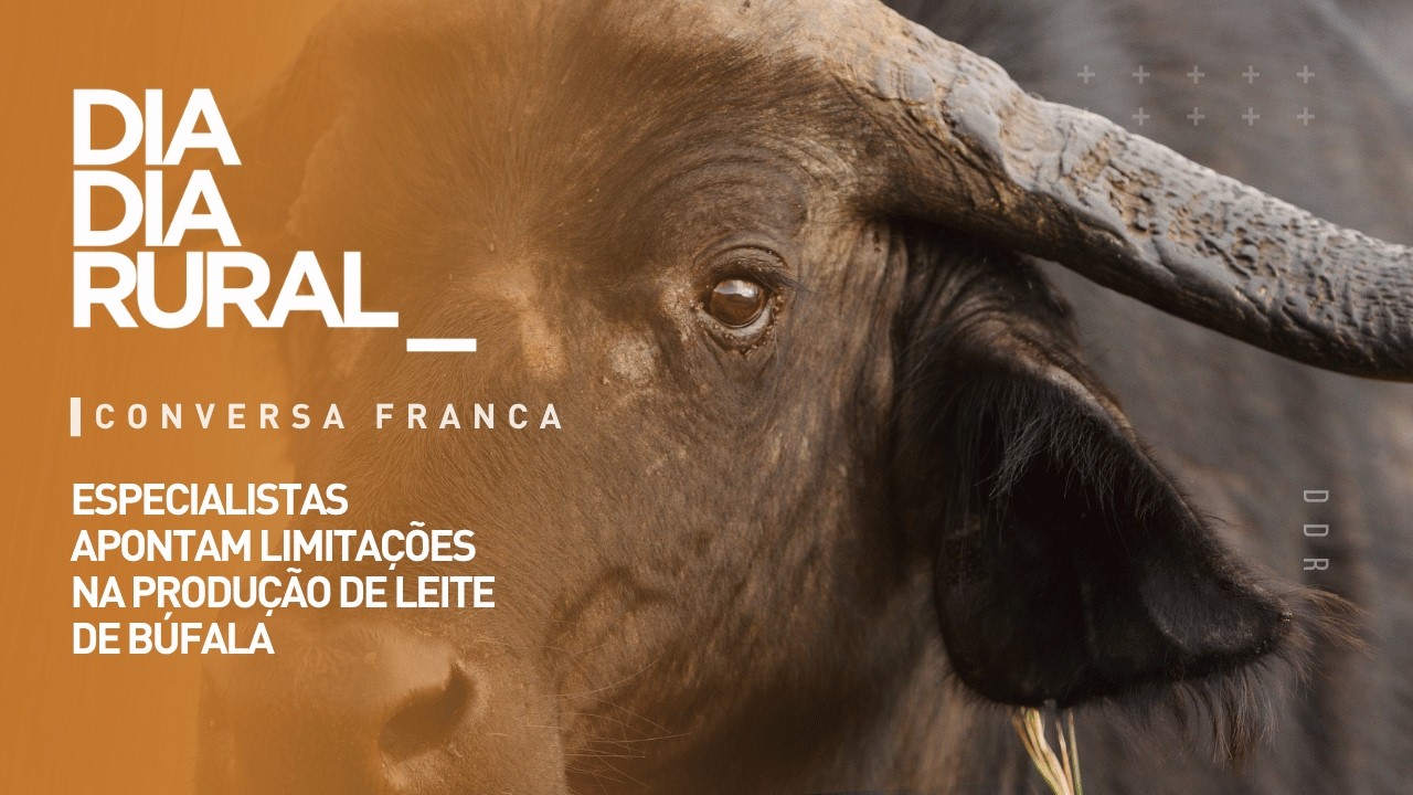 Especialista aponta limitações na produção de leite de búfala