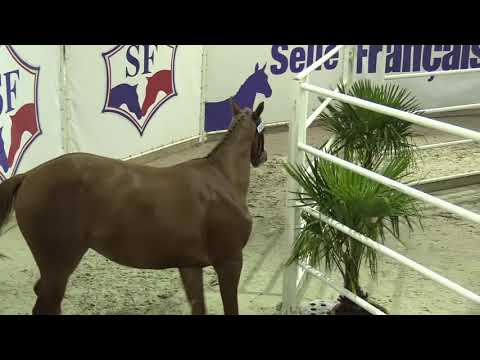 Falco de Tatihou : Approbation Etalon SF 2017 - 2 ans