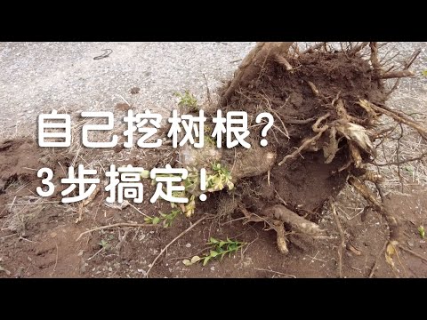 大樹樹根