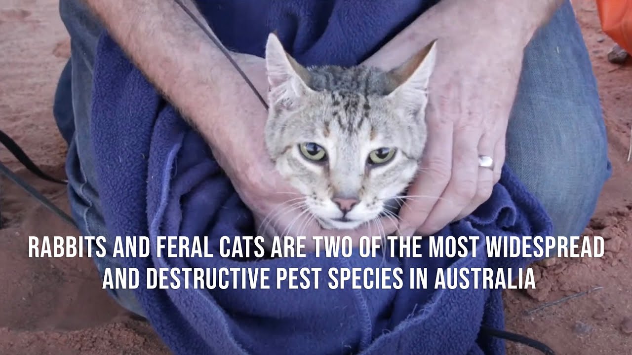 Rabbits and feral cats are two of the most widespread and destructive pest species in Australia