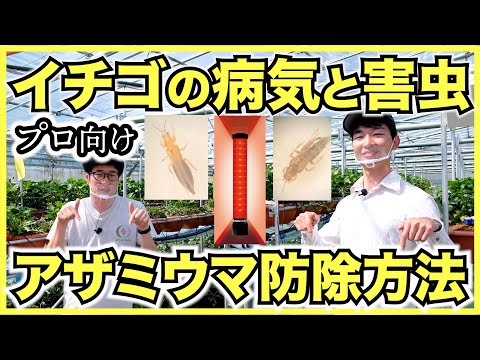 イチゴ:病気と害虫の概要 植物