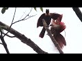 AMAZING MATING DANCE OF RED BIRDS OF PARADISE INDONESIA