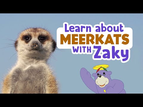Learn About Meerkats & Sing With Zaky!