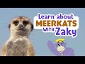 Learn About Meerkats Sing With Zaky