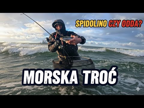 MORSKA TROĆ | Tym razem plaża Stogi oraz SPIDOLINO w akcji