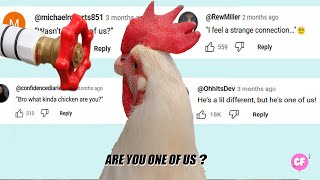 Bro, is he one of us  (chicken being chicken) 😂