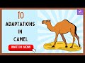 Discover the Amazing Ways Camels Survive in the Desert | 10 Adaptations In Camel |