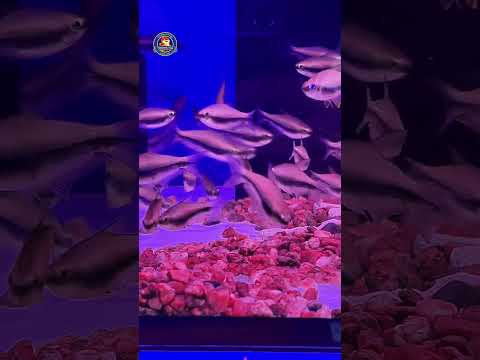 Video Thumb