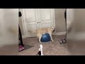 Funniest  Dogs and Cats - Awesome Funny Pet Animals´ Life Videos