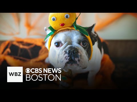 Tips to keep pets safe on Halloween - YouTube