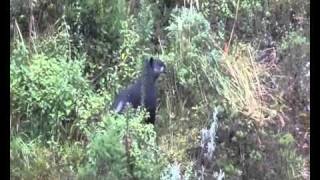 preview picture of video 'Wild mountain tapir and calf, Ecuador, 2011'