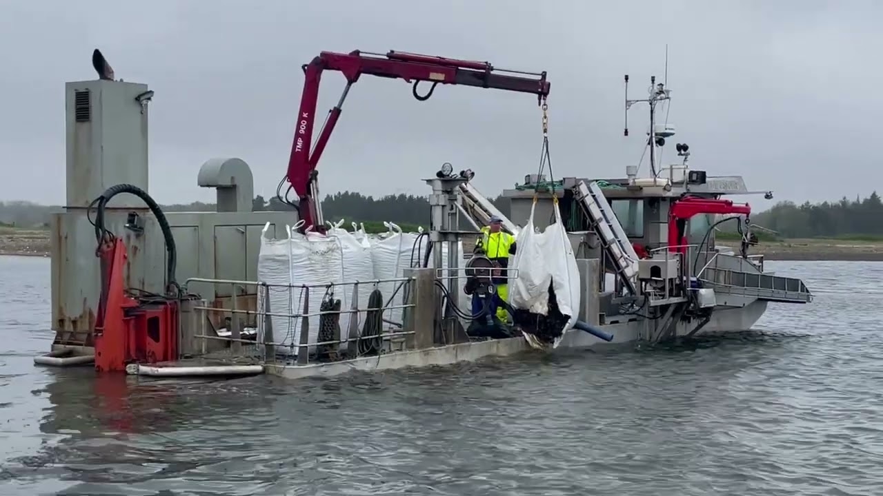 Bekæmpelse af stillehavsøsters med udlægning af blåmuslinger