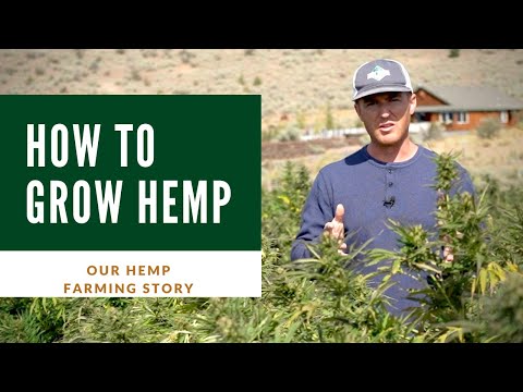 如何種植大麻 我們成功的工業大麻種植CBD油。 (How to grow Hemp  Our successful Industrial Hemp Farming for CBD oil)