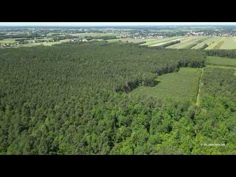 Las Żelechowski z lotu ptaka - 2025-06-14