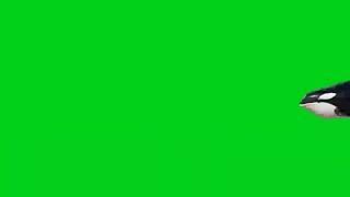 Download lagu WHALE (PAUS) LUCU GREEN SCREEN | King Editorian #greenscreen #whale #animation #background mp3 Download lagu WHALE (PAUS) LUCU GREEN SCREEN | King Editorian #greenscreen #whale #animation #background mp3