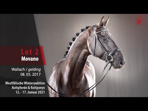 Trainingsvideo Winterauktion Lot 2 Movano Wallach v. Morricone I - Cheenook