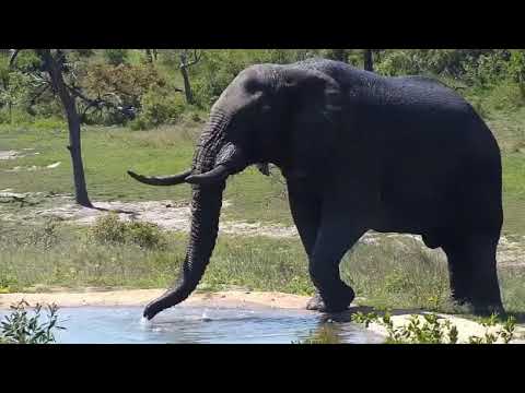Djuma: Lone Elephant bull enjoys mud splash and then a drink at pan - 13:30 - 10/25/20