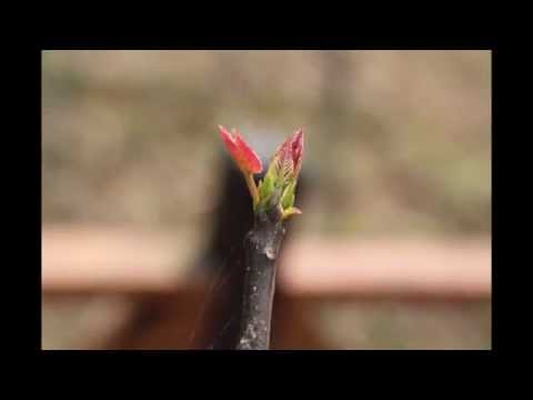 西湖渡假村-油桐花吐葉
