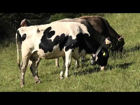 Concerto per campanacci di mucche al pascolo in Trentino - Concert for cowbells of grazing cows