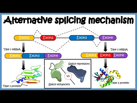 Alternatives Spleißen (Mechanismus und seine Regulierung)