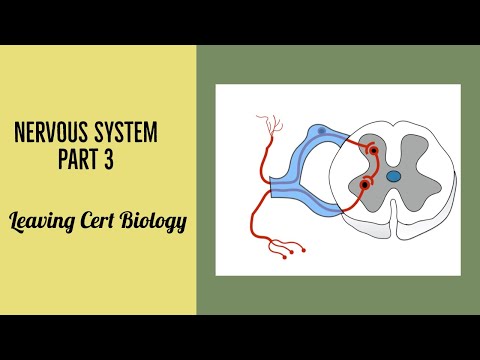 Nervous System Part 3- Summary of Brain and Spinal Cord for Leaving Cert Biology. Ireland