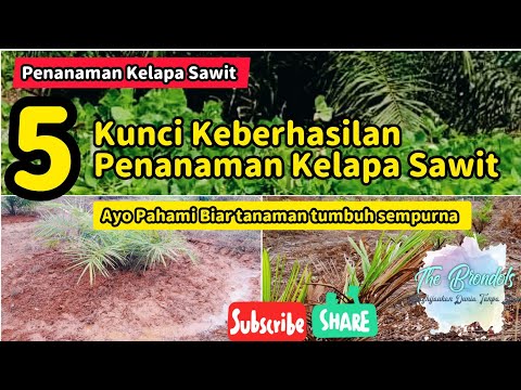 , title : '5 Kunci Keberhasilan Penanaman Kelapa Sawit'