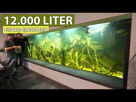 12.000 LITER - Wir setzten bei Robin Fische ein! - New Wave Concepts