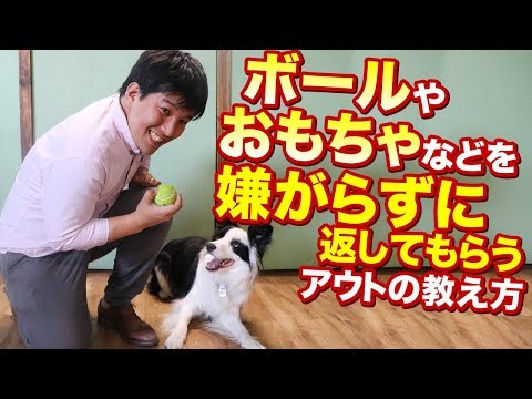 犬にボールを持ってくるように教える方法