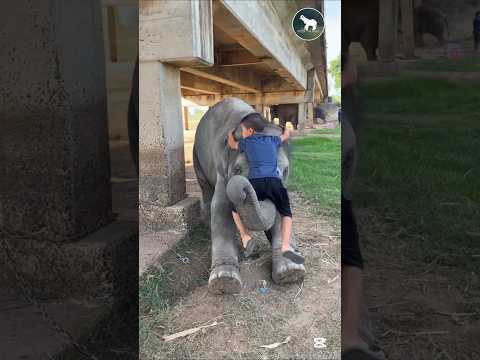 ඒ දෙන්නගේ හුරතලේ බලන්න කෝ 🥰🐘🍃#elephant #animals
