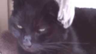 Saying goodbye to my dearest pet, the cat of my Life- Figaro