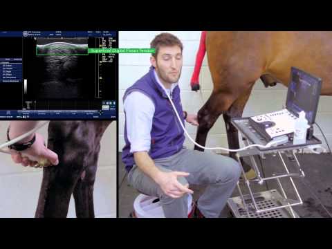 IMV imaging Ultrasonography of the Distal Limb video 12 - The plantar tarsus