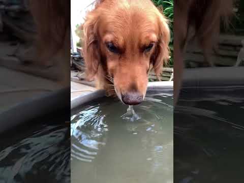 My dog 🐕 #shorts #youtubeshorts #pet