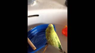Captain Jeejee budgie