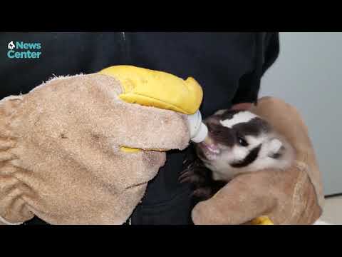Baby Badger Receives Care at Bahde Wildlife Center