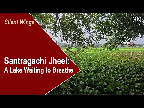 Santragachi Jheel 2025 | A Silent Lake Awaiting Migratory Birds | Nature’s Call for Renewal