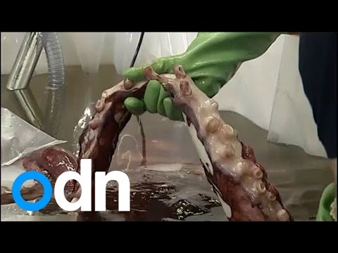 Incredible! Colossal squid found in New Zealand
