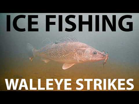 Ultra Shallow Walleye on ICE (Underwater Strikes)