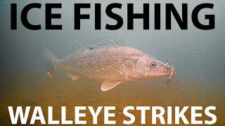 Ultra Shallow Walleye on ICE (Underwater Strikes)